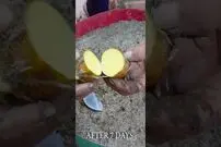 (ویدئو) یک تکنیک شگفت انگیز برای کاشت و برداشت سیب زمینی در تراس خانه