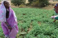 تصاویر/ ثروتمندترین روستای "هندوستان"