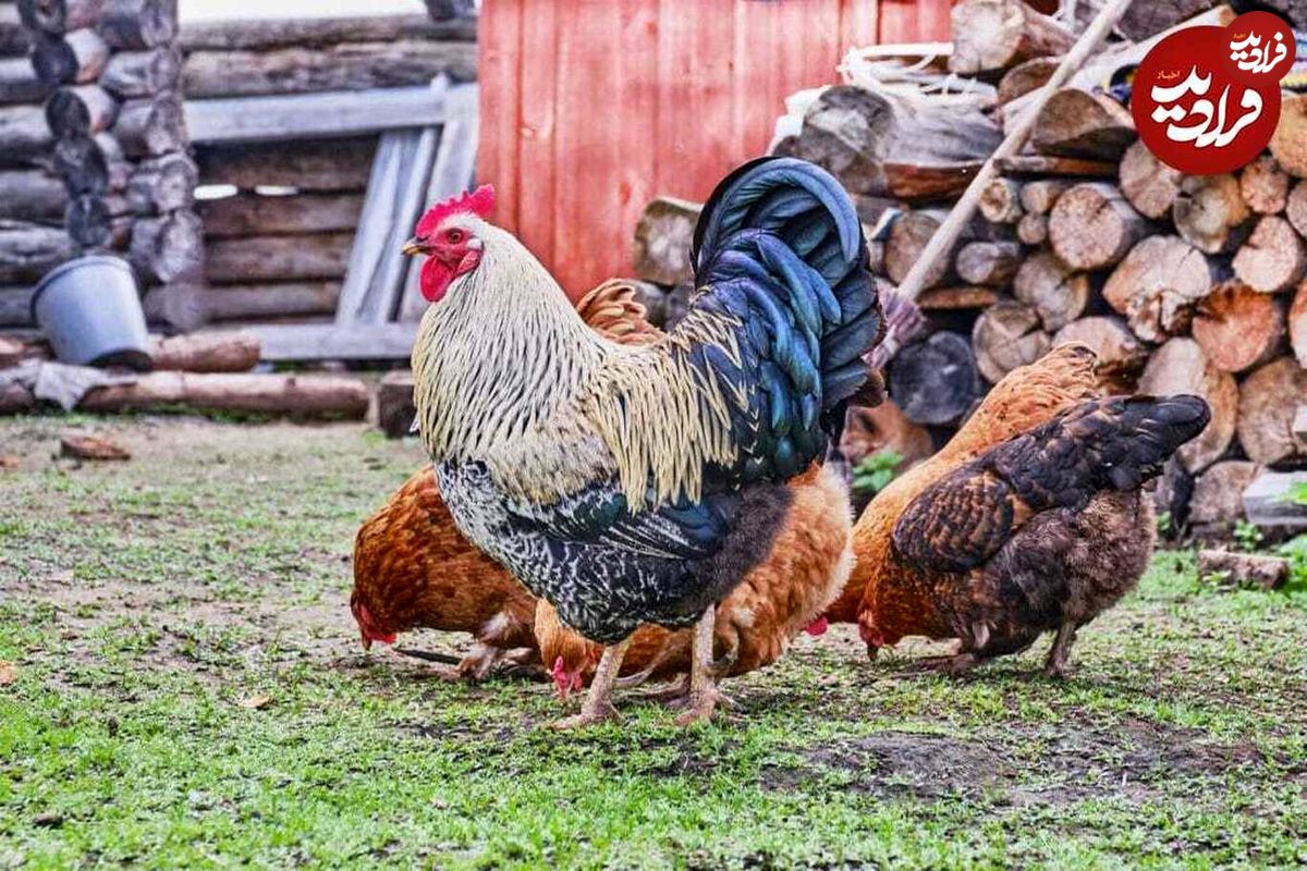 (ویدئو) وقتی خروس دیوانه در نقش سگ نگهبان فرو می‌رود!