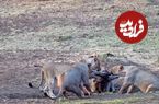 ببینید؛ تلاش ۴ شیر برای تکه‌تکه کردن یک کروکودیل زنده