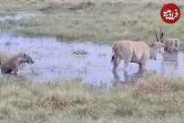 (ویدئو) روش هوشمندانه گاو کوهی برای نجات از محاصره کفتارها!