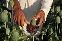 آینده نامعلوم تولید تریاک و هرویین