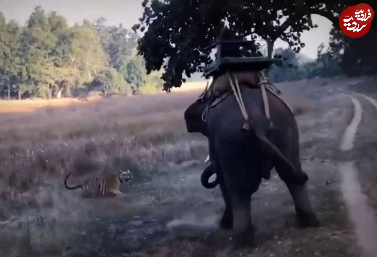 (ویدئو) روش احمقانه ببر برای شکار فیل عظیم الجثه!