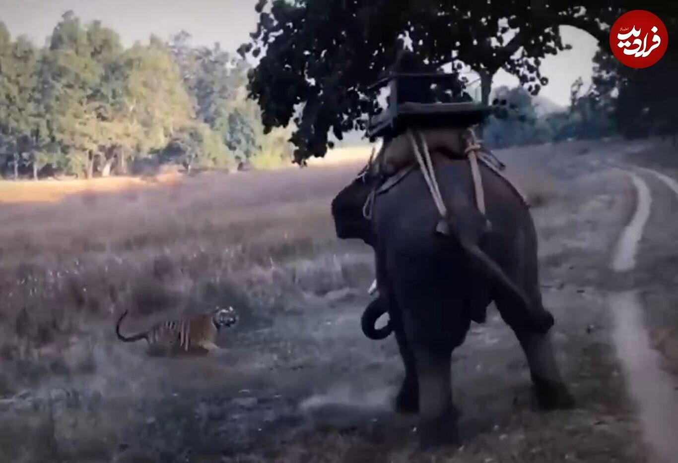 (ویدئو) روش احمقانه ببر برای شکار فیل عظیم الجثه!
