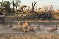 (ویدئو) حمله مرگبار سگ‌های وحشی به ماده شیر!