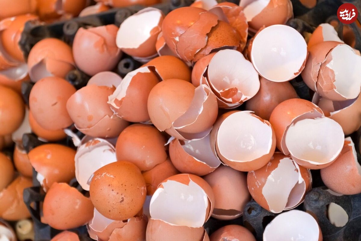 ۸ دلیل مهم برای نگهداری پوست تخم مرغ