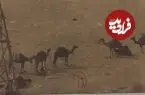عکس| سفر زمان؛ تصویری از «گلّۀ شترها» در میدان نقش‌جهان اصفهان در دوران قاجار