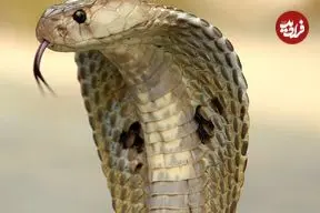 ببینید| پیدا شدن شاه کبرای ۴ متری در محفظه موتور یک وانت!