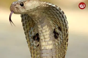 ببینید| پیدا شدن شاه کبرای ۴ متری در محفظه موتور یک وانت!