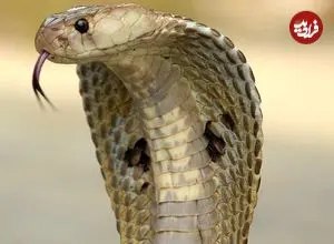 ببینید| پیدا شدن شاه کبرای ۴ متری در محفظه موتور یک وانت!