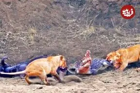 ببینید| تلاش تمساح شجاع برای دزدیدن لاشه بوفالو از دست شیرهای گرسنه!