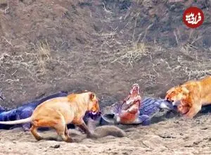 ببینید| تلاش تمساح شجاع برای دزدیدن لاشه بوفالو از دست شیرهای گرسنه!