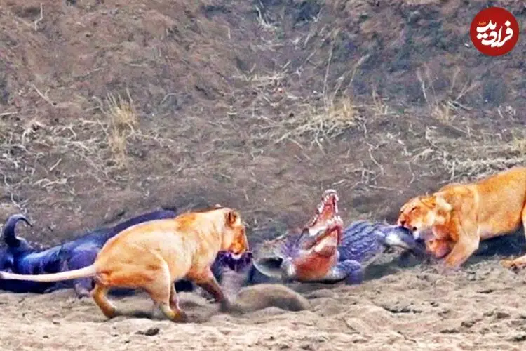 ببینید| تلاش تمساح شجاع برای دزدیدن لاشه بوفالو از دست شیرهای گرسنه!