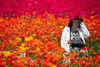 تصاویر/ باغ گل کارلس‌بد در کالیفرنیا