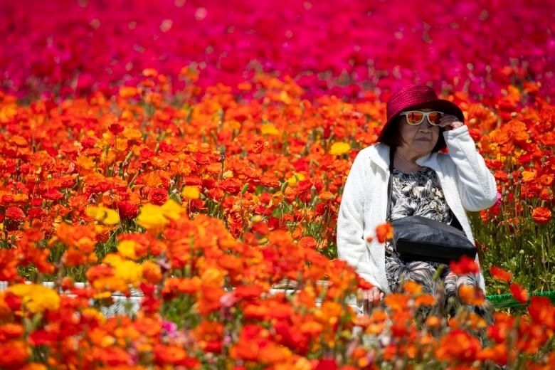 تصاویر/ باغ گل کارلس‌بد در کالیفرنیا