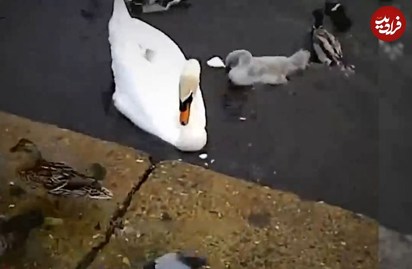 (ویدئو) قوی سفید با نفرتی عجیب بچه اردک‌ها را کشت!