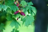 کدام درخت با آلودگی هوا مقابله می‌کند؟
