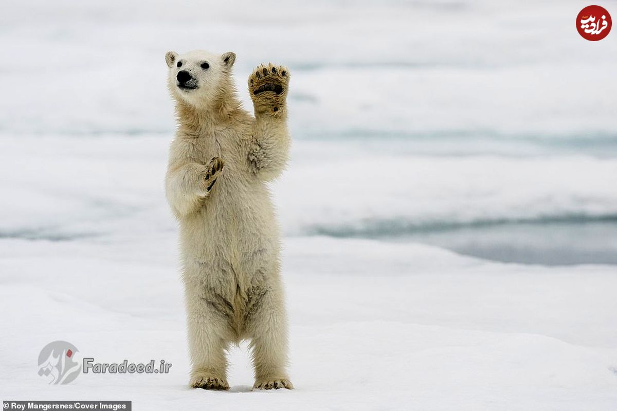 تصاویر/ هیجانِ توله خرس قطبی از دیدن کاوشگران بعد از قرنطینه