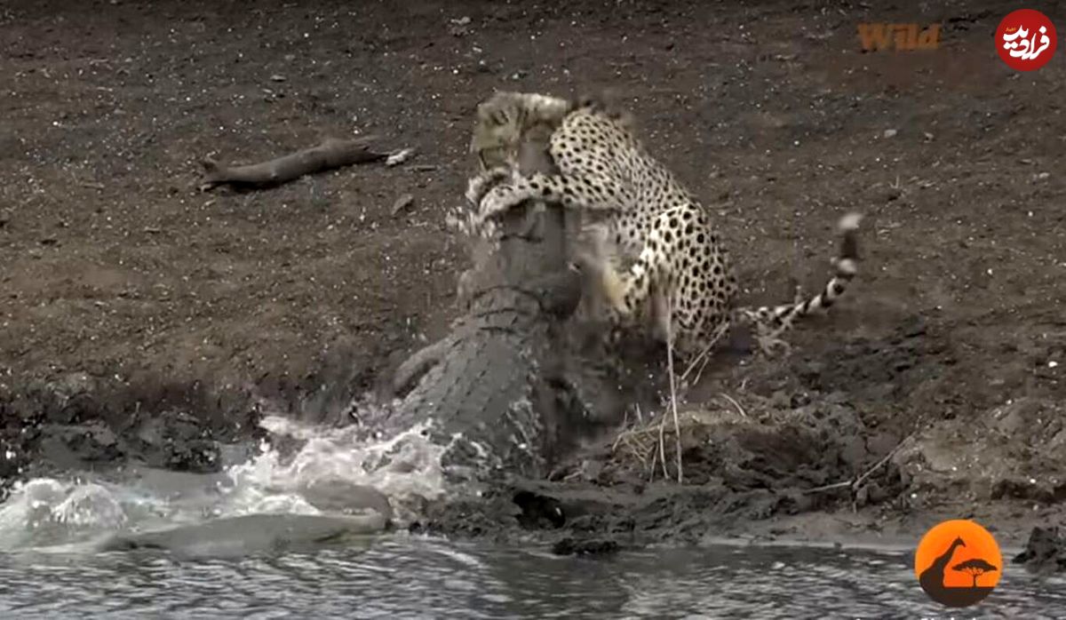 (ویدئو) تمساح غول‌پیکر، یوزپلنگ بدشانس را حین آب‌خوردن شکار کرد!