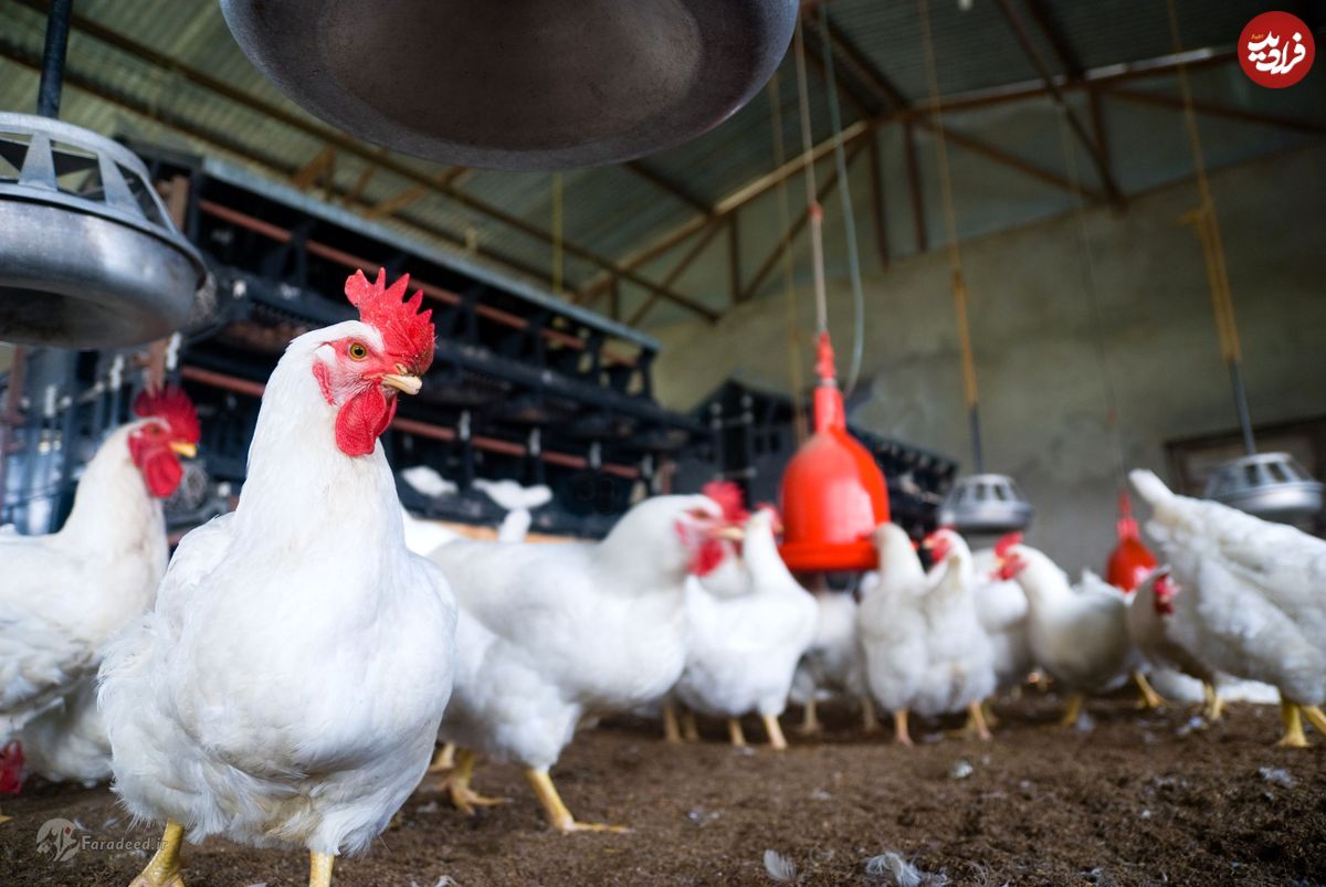 قیمت مرغ گرم در بازار چقدر است؟
