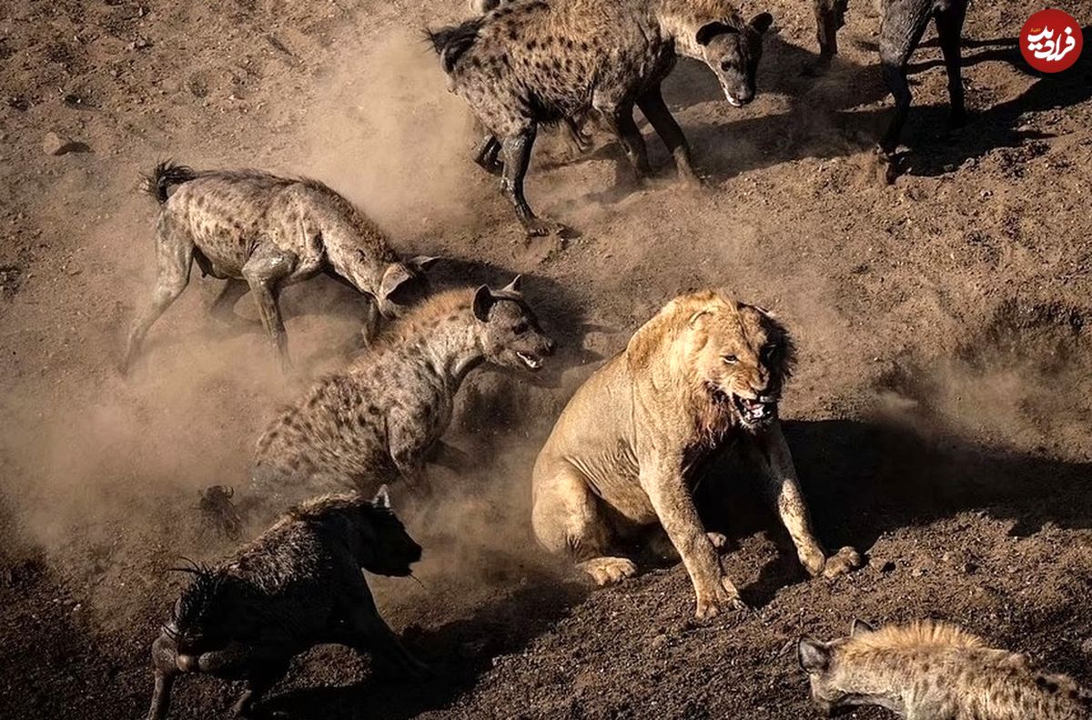 (ویدئو) ۳۰ کفتار جسور، شیر بخت برگشته را به دام انداختند!