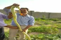برداشت خیار چنبر عجیب در گناباد