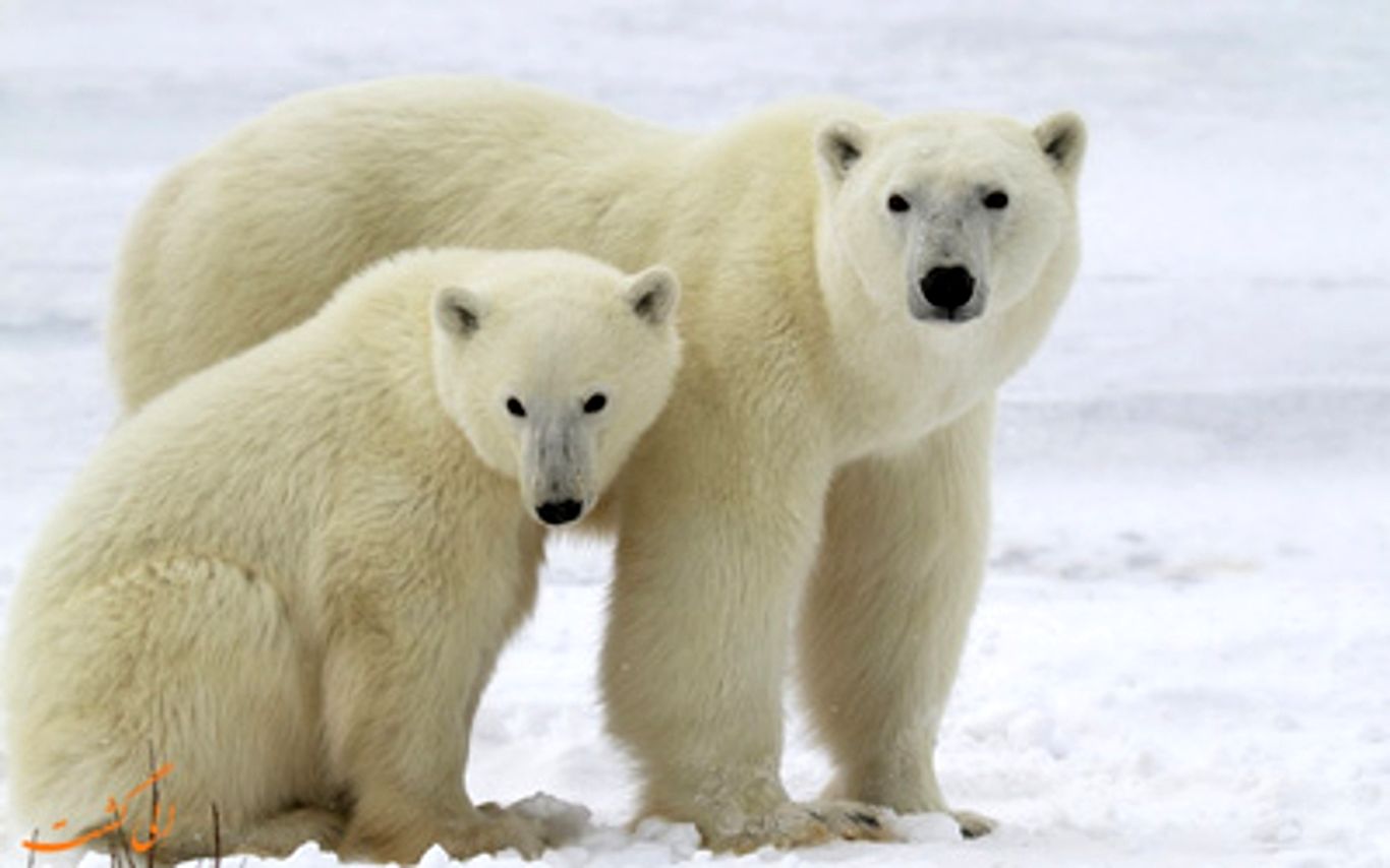 (ویدئو) کمک گرفتن جالب خرس قطبی از قوانین فیزیک برای عبور از یخ نازک