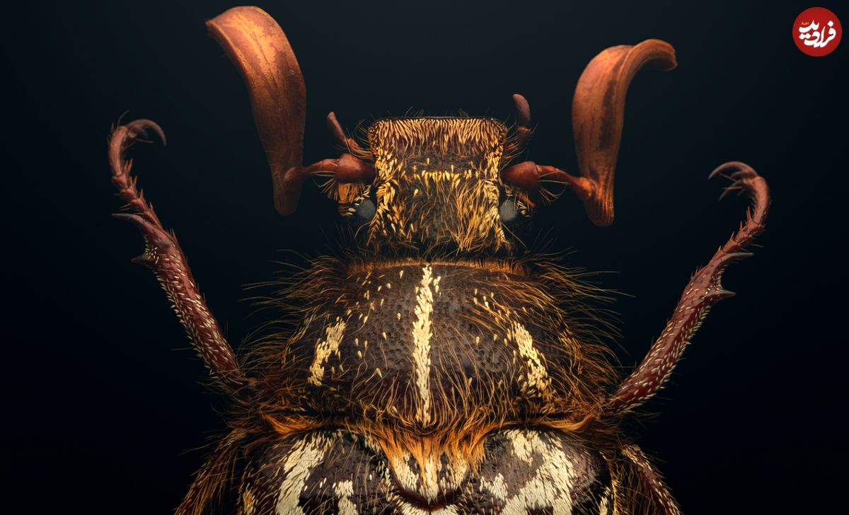 عکس‌های شگفت‌انگیزی از دنیای حشرات کمیاب