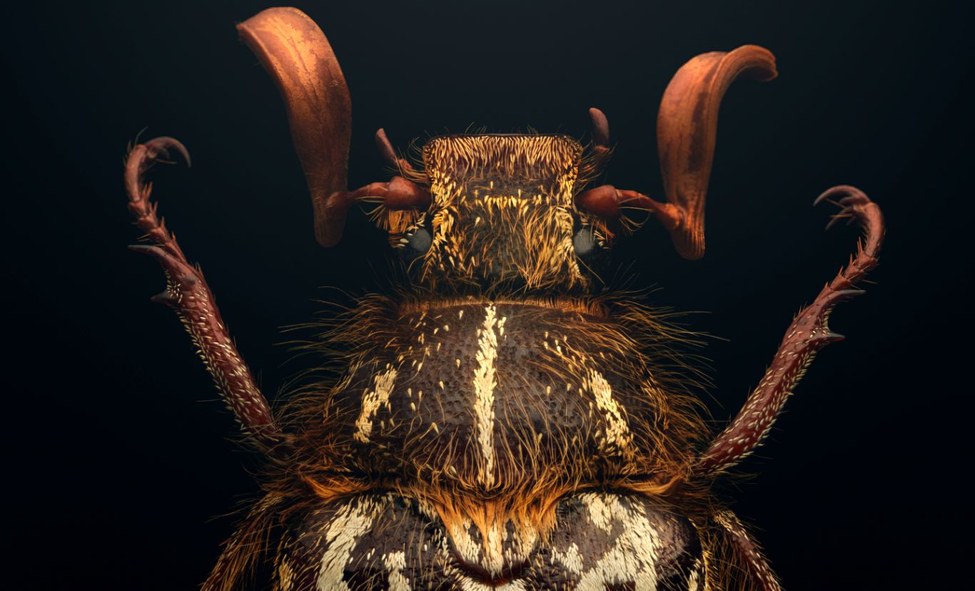 عکس‌های شگفت‌انگیزی از دنیای حشرات کمیاب