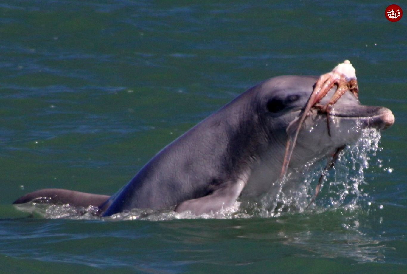 (ویدئو) شکار نادر یک اختاپوس توسط دلفین