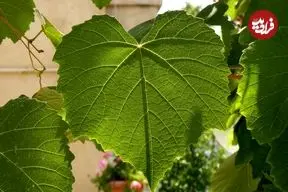 حقایقی جالب درباره «برگ گیاهان»