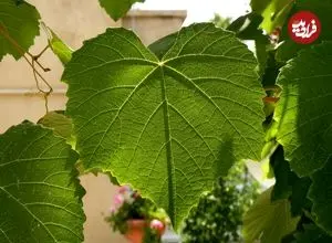 حقایقی جالب درباره «برگ گیاهان»