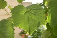 حقایقی جالب درباره «برگ گیاهان»