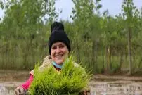 (تصاویر) قاب هایی دیدنی از نشاء برنج در گیلان