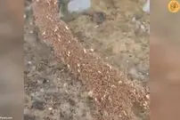 (ویدئو) پل مورچه‌ای!