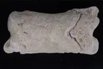 کشف «سوت» 3 هزارساله که «پلیس مصر باستان» از آن استفاده می‌کرد