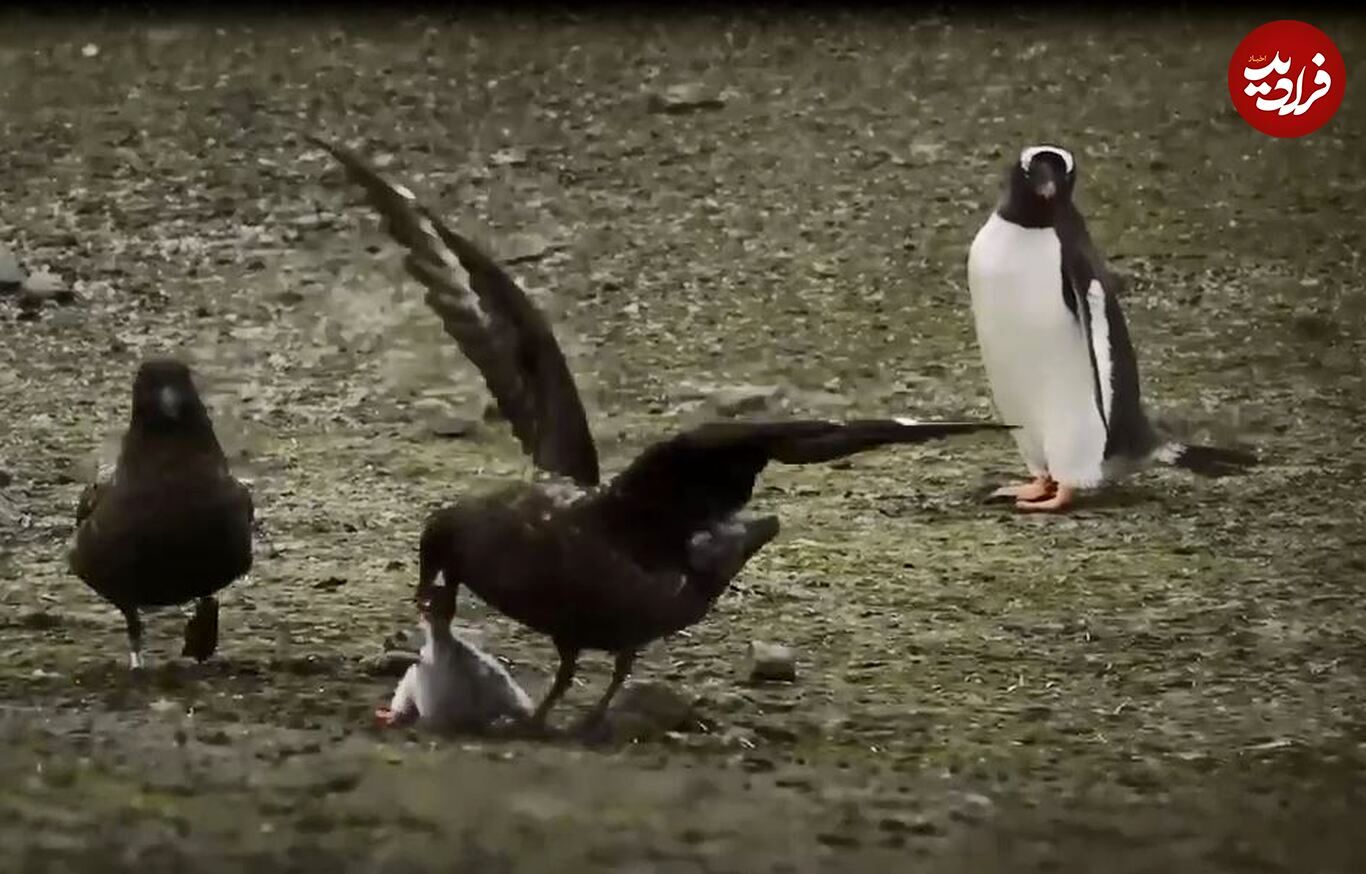 (ویدئو) دو اسکوا، جوجه پنگوئن را دزدیدند و زنده زنده خوردند!