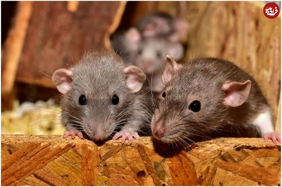 شناسایی کلونی موش‌های ترانزیتی در تهران
