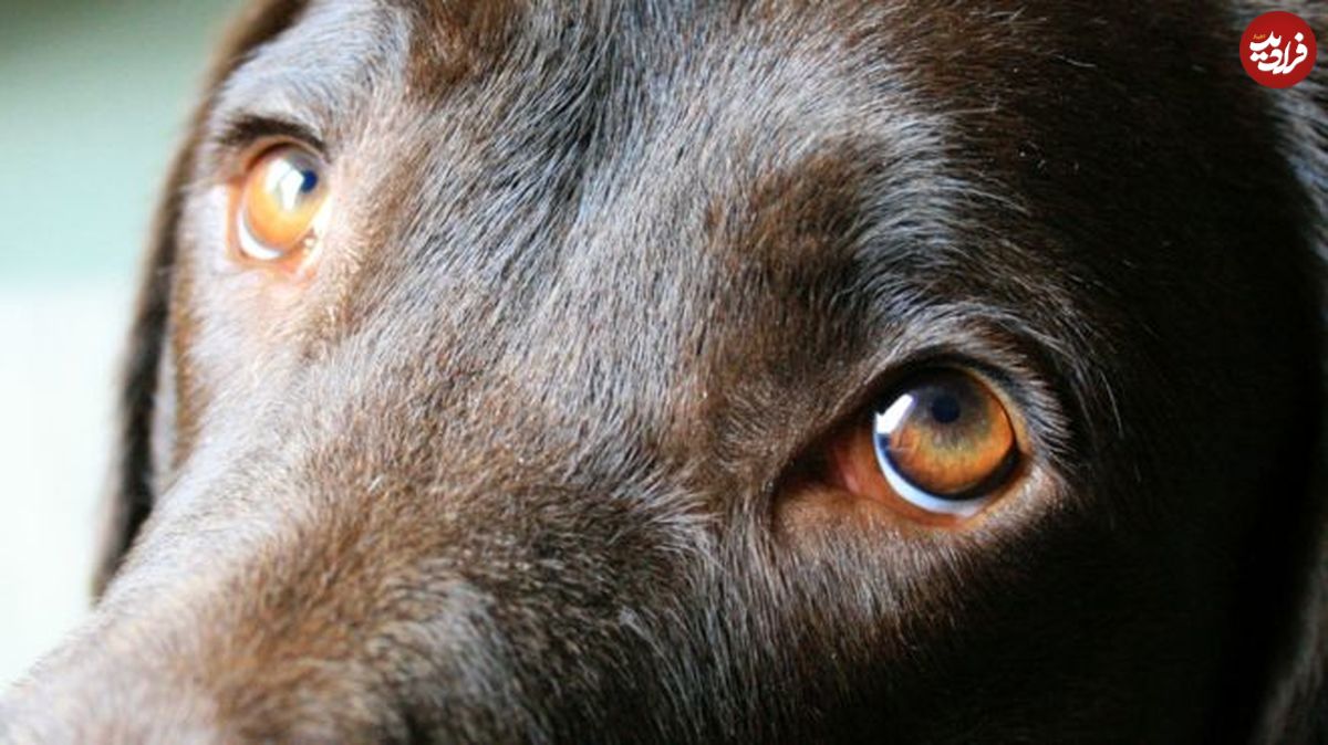 چشم سگ‌ها برای "جلب نظر انسان تکامل پیدا کرده"