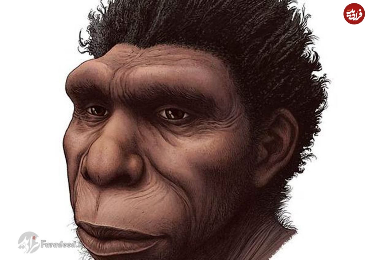 فسیل ۶۰۰ هزار ساله انسان تازه کشف شده، همان حلقه‌ گمشده‌ داروین است یا خیر؟