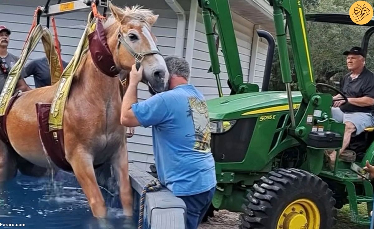 (ویدئو) نجات اسب وحشت‌زده پس از سقوط در استخر