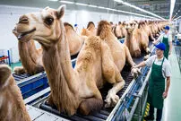 (ویدئو) چگونه هزاران شتر برای گوشت و شیر در صحرا پرورش می یابند؟ 