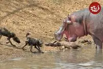 (ویدئو) گوزن بی نوا به اسب آبی پناه برد و شکار شد!