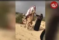 (ویدئو) وقتی شتر‌ها برای انسان‌ها به سیم آخر می‌زنند!