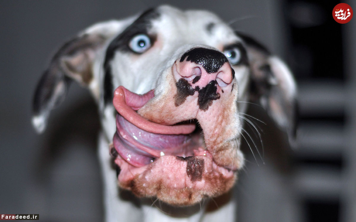 تصاویر/ اداهای خنده‌دار یک سگ مقابل دوربین