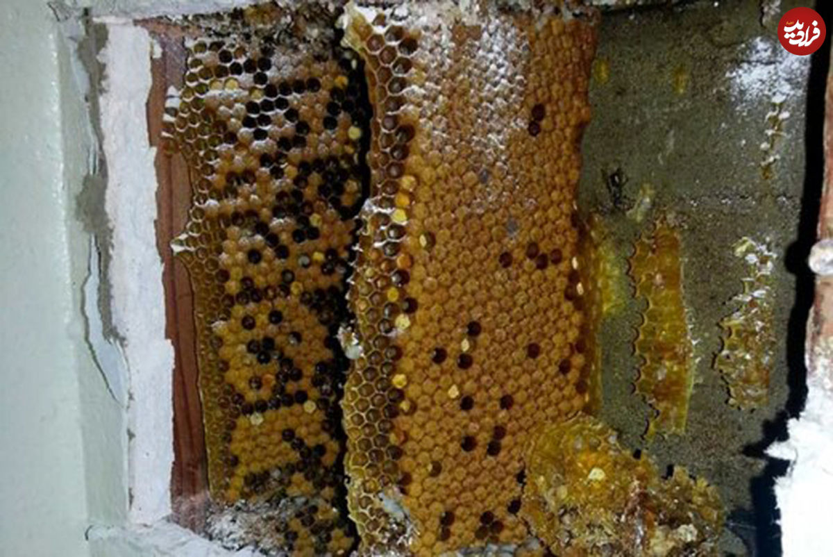 کشف کندوی زنبور عسل سه متری پشت دیوار حمام
