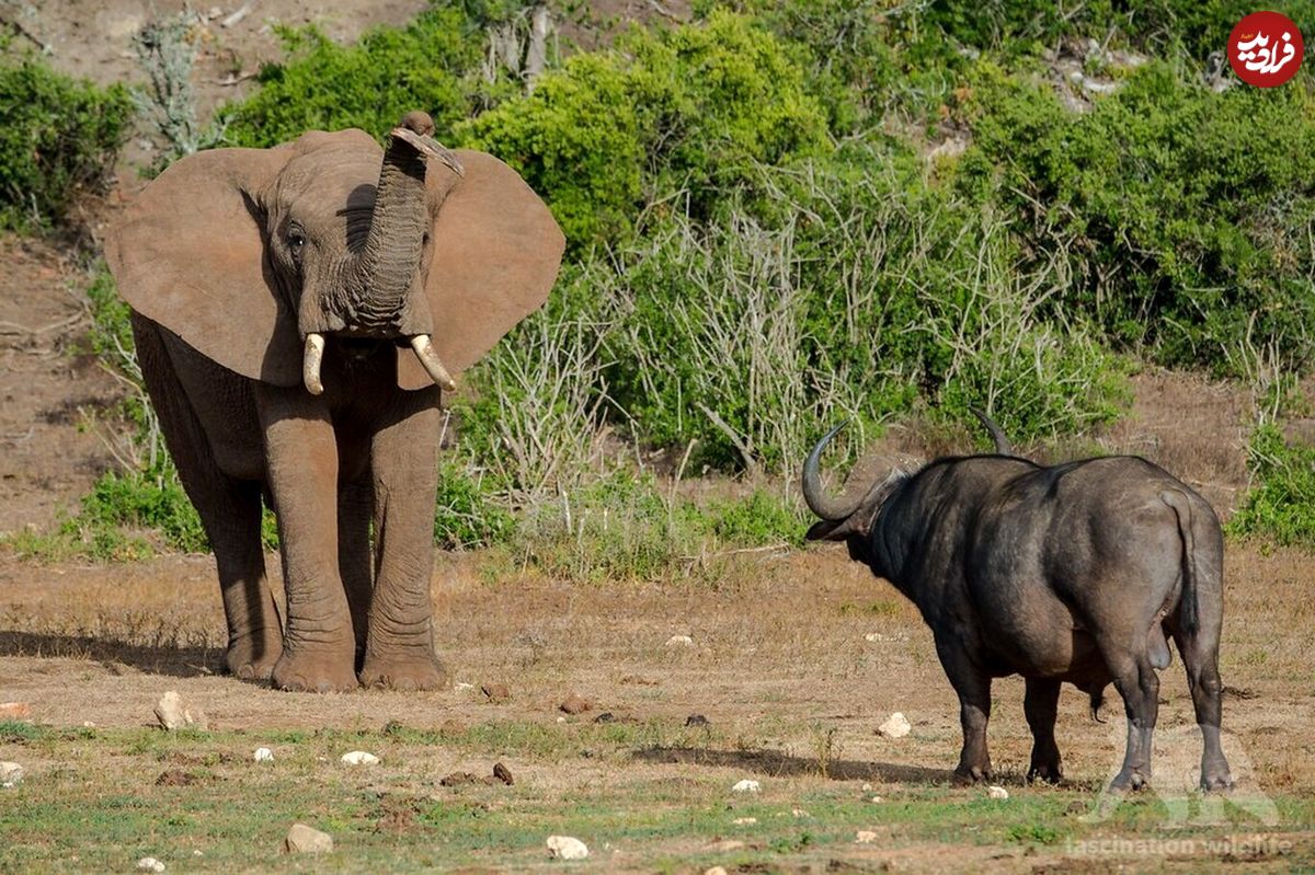 (ویدئو) فیل عصبانی بوفالوی نگون بخت را کُشت