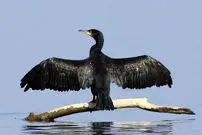 تصاویر| مرگ خاموش باکلان ها در سواحل خزر