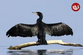 تصاویر| مرگ خاموش باکلان ها در سواحل خزر