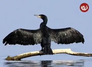 تصاویر| مرگ خاموش باکلان ها در سواحل خزر